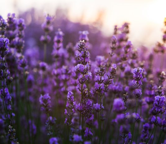 10 цветущих растений августа