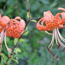 Тигровая лилия (Lilium lancifolium) Тигровая лилия (Lilium lancifolium)