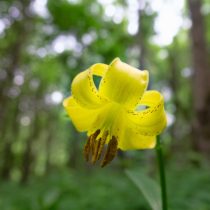 Лилия однобратственная (Lilium monadelphum) Лилия однобратственная (Lilium monadelphum)