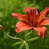 Лилия пенсильванская (Lilium pensylvanicum) Лилия пенсильванская (Lilium pensylvanicum)