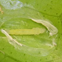 Листовые минеры — это личинки мелких мух. Они повреждают растения, питаясь между верхней и нижней поверхностью листа