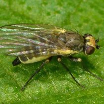 Каждая самка мухи откладывает от 50 до 100 яиц, вставляя их в ямки, сделанные на поверхности листа