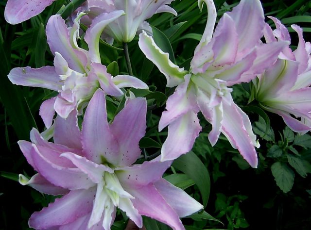 Лилия однобратственная «Мисс Люси» (Lilium monadelphum 'Latvia')