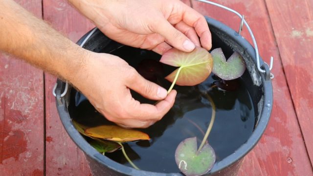 Нимфея — как вырастить кувшинку и оживить декоративный водоём? Нимфея — как вырастить кувшинку и оживить декоративный водоём?