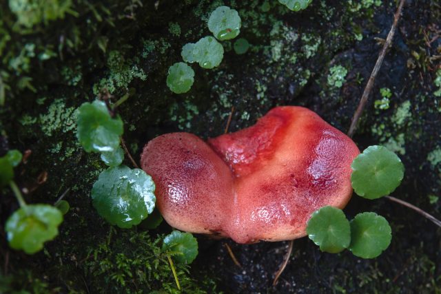 Печёночница обыкновенная (Fistulina hepatica) Печёночница обыкновенная (Fistulina hepatica)