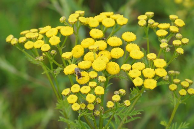 Пижма обыкновенная (Tanacetum vulgare) Пижма обыкновенная (Tanacetum vulgare)