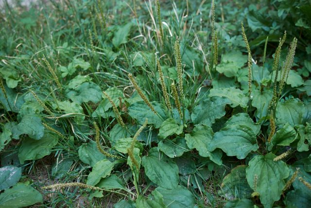 Подорожник большой (Plantago) Подорожник большой (Plantago)