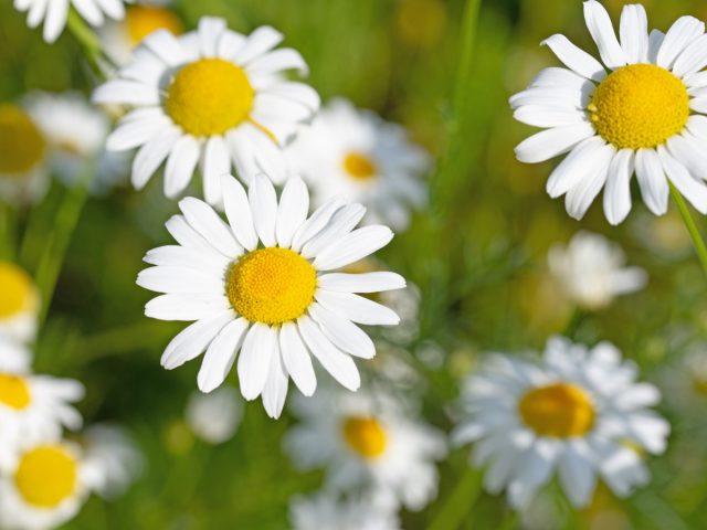 Ромашка аптечная (Matricaria chamomilla) Ромашка аптечная (Matricaria chamomilla)