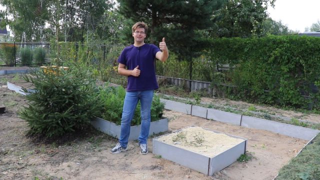 Садовая голубика — как посадить и что стоит знать о выращивании? Садовая голубика — как посадить и что стоит знать о выращивании?