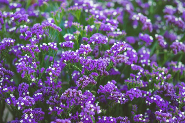 Статица выемчатая, или Кермек выемчатый (Limonium sinuatum) Статица выемчатая, или Кермек выемчатый (Limonium sinuatum)