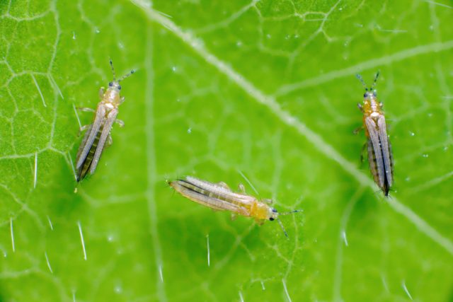 Трипсы — это крошечные насекомые с тонким телом длиной около 2-2,5 миллиметра. Они имеют цвет от светло-коричневого до черного. Их четыре крыла прижаты к спине
