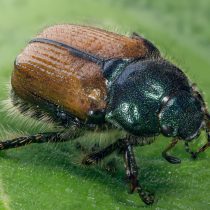 Садовый хрущик (Phyllopertha horticola), или в простонародье «кузька садовый», представляет собой блестящего жука длиной от 8 до 11 мм Садовый хрущик (Phyllopertha horticola), или в простонародье «кузька садовый», представляет собой блестящего жука длиной от 8 до 11 мм