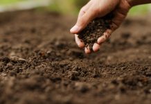 Восстанавливаем плодородие почвы