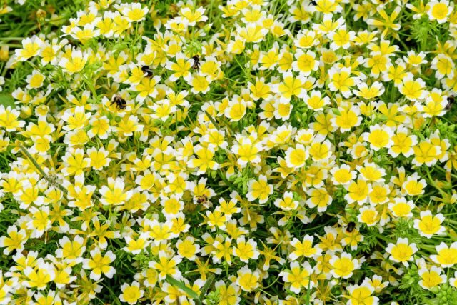Лимнантес Дугласа низкорослый и образует нарядный ковер из цветов при выращивании в качестве почвопокровного растения
