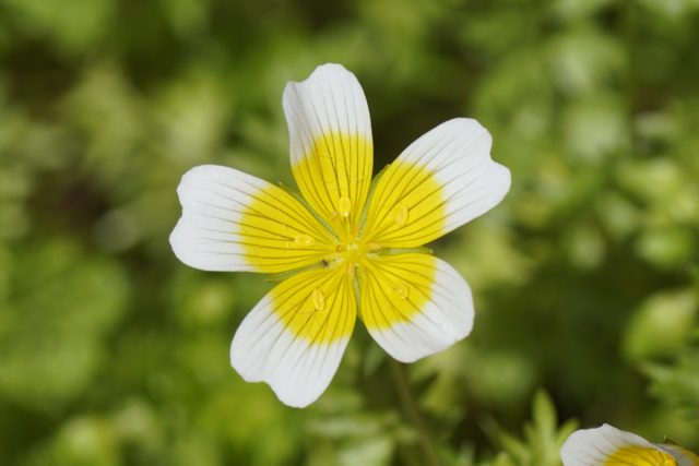 Лимнантес Дугласа (Limnanthes Douglasii) принадлежит к семейству Лимнантовые (Limnanthaceae) и в дикой природе произрастает в Северной Америке. По форме цветки лимнантеса чашеобразные и состоят из четырех или пять лепестков, имеют небольшой приятный аромат Лимнантес Дугласа (Limnanthes Douglasii) принадлежит к семейству Лимнантовые (Limnanthaceae) и в дикой природе произрастает в Северной Америке. По форме цветки лимнантеса чашеобразные и состоят из четырех или пять лепестков, имеют небольшой приятный аромат
