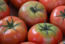 Зеленоплечие друзья: почему не созревают верхушки томатов