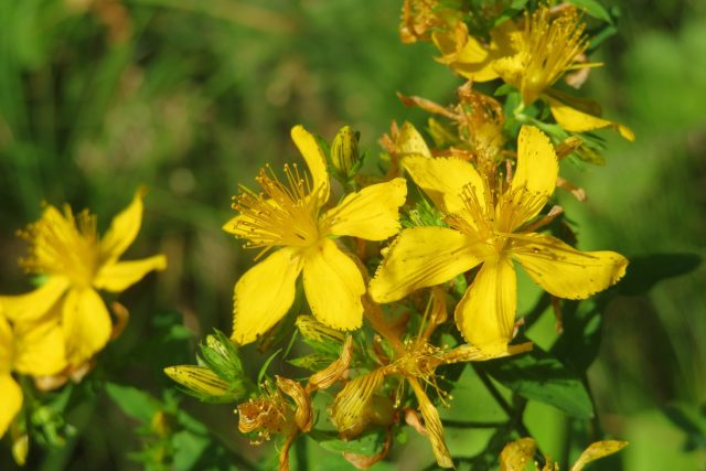 Зверобой продырявленный (Hypericum) Зверобой продырявленный (Hypericum)