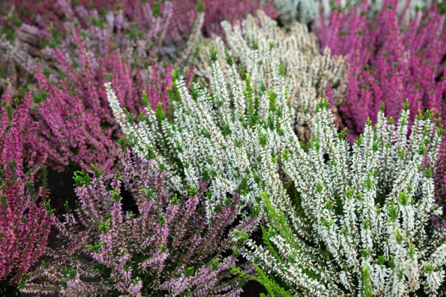10 самых красивых сортов вереска