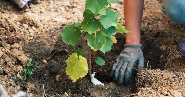 При осенней посадке винограда очень желательно замульчировать яму опилками, торфом или перегноем