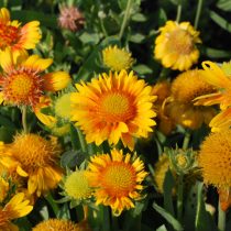 Гайлардия «Аризона Эприкот» (Gaillardia hybrida 'Arizona Apricot') Гайлардия «Аризона Эприкот» (Gaillardia hybrida 'Arizona Apricot')