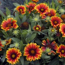 Гайлардия «Аризона Сан» (Gaillardia hybrida 'Arizona Sun') Гайлардия «Аризона Сан» (Gaillardia hybrida 'Arizona Sun')
