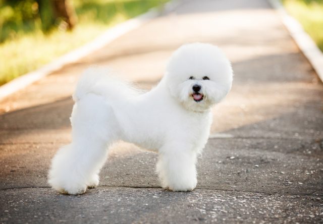 Бишоны фризе — очаровательные небольшие собаки похожи на белоснежное, пушистое облако. Бишон фризе живут около 15 лет.