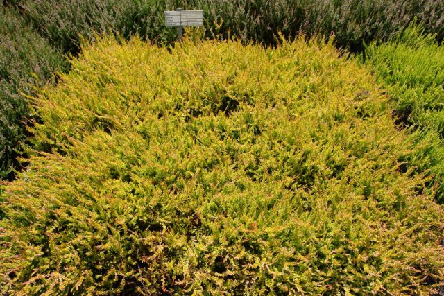 Вереск «Боскуп» (Calluna 'Boskoop')