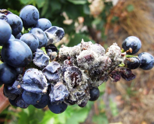 Ненавистный садоводам Botrytis cinerea, возбудитель серой гнили, давно и успешно используется в виноградарстве с целью получения материала для дорогущих ботритизированных вин Ненавистный садоводам Botrytis cinerea, возбудитель серой гнили, давно и успешно используется в виноградарстве с целью получения материала для дорогущих ботритизированных вин