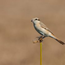 Буланый жулан (Lanius isabellinus) Буланый жулан (Lanius isabellinus)