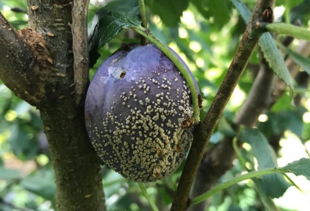 Бурая гниль сливы (вызывает грибок Monolinia spp.) Бурая гниль сливы (вызывает грибок Monolinia spp.)