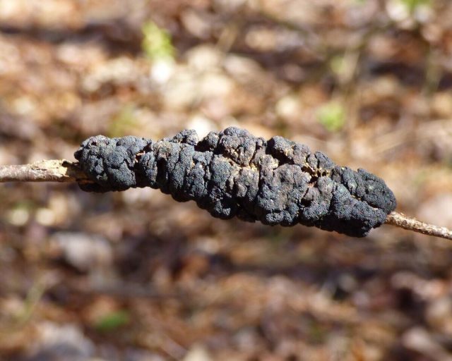 Черная узловатость (вызывает грибок Apiosporina morbosa) Черная узловатость (вызывает грибок Apiosporina morbosa)