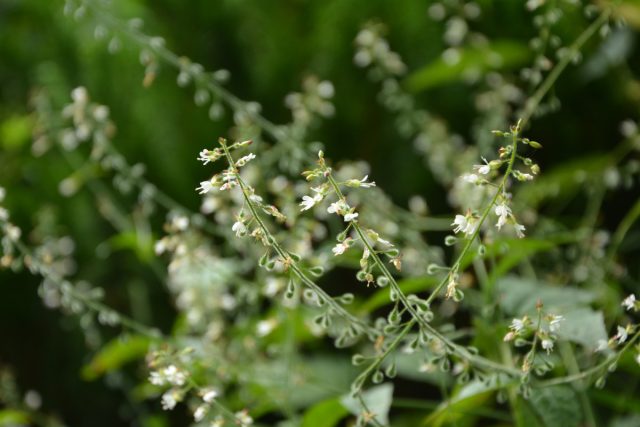 В качестве декоративного покровного растения можно также встретить Двулепестник, или Цирцею (Circaea)