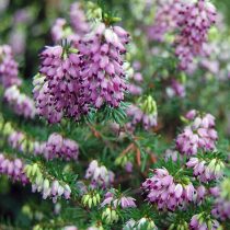 Вереск «Дэвид Исон» (Calluna 'David Eason')