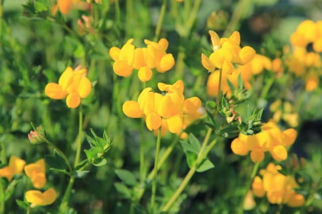 Основная пища гусениц пестрянки — лядвенец рогатый (Lotus corniculatus). Когда гусеницы питаются его листьями, они могут метаболизировать токсины, содержащиеся в растении, для собственного пользования без какого-либо вреда для себя Основная пища гусениц пестрянки — лядвенец рогатый (Lotus corniculatus). Когда гусеницы питаются его листьями, они могут метаболизировать токсины, содержащиеся в растении, для собственного пользования без какого-либо вреда для себя