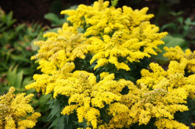 Золотарника гибридного «Дзинтра» (Solidago hybrida 'Dzintra') Золотарника гибридного «Дзинтра» (Solidago hybrida 'Dzintra')