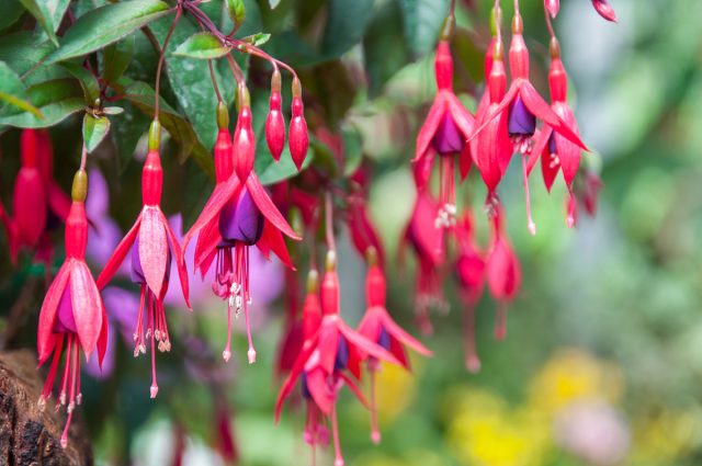 Привнесут нотку очарования в сад представители рода Фуксия (Fuchsia) благодаря слоям нежных лепестков и тычинкам, похожим на кисточки Привнесут нотку очарования в сад представители рода Фуксия (Fuchsia) благодаря слоям нежных лепестков и тычинкам, похожим на кисточки