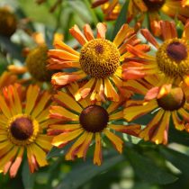 Гелениума гибридный «Бетти» (Helinium hybrida 'Betty') Гелениума гибридный «Бетти» (Helinium hybrida 'Betty')