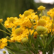 «Дабл Трабл» (Helinium hybrida 'Double Trouble') «Дабл Трабл» (Helinium hybrida 'Double Trouble')