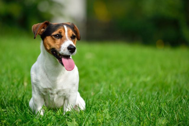 Гипоаллергенные породы собак — разнообразие вариантов