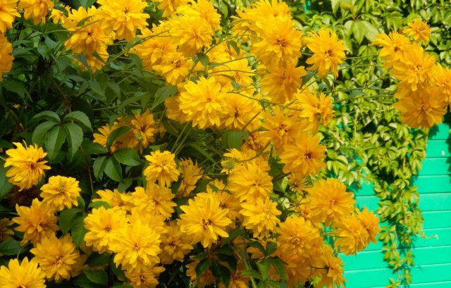 Рудбекия рассеченная «Голден Бол» (Rudbeckia laciniata 'Golden Ball') Рудбекия рассеченная «Голден Бол» (Rudbeckia laciniata 'Golden Ball')
