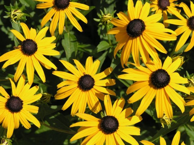 Рудбекия блестящая «Йорли Бёрд Голд» (Rudbeckia fulgida 'Early Bird Gold') Рудбекия блестящая «Йорли Бёрд Голд» (Rudbeckia fulgida 'Early Bird Gold')