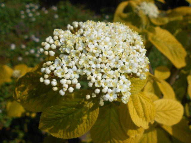 Калина гордовина «Ауреум» (Viburnum Lantana 'Aureum') Калина гордовина «Ауреум» (Viburnum Lantana 'Aureum')