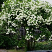 Калина обыкновенная «Бульденеж» (Viburnum opulus 'Boule de Neige') Калина обыкновенная «Бульденеж» (Viburnum opulus 'Boule de Neige')