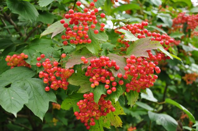 Калина обыкновенная, или Калина красная (Viburnum opulus) Калина обыкновенная, или Калина красная (Viburnum opulus)