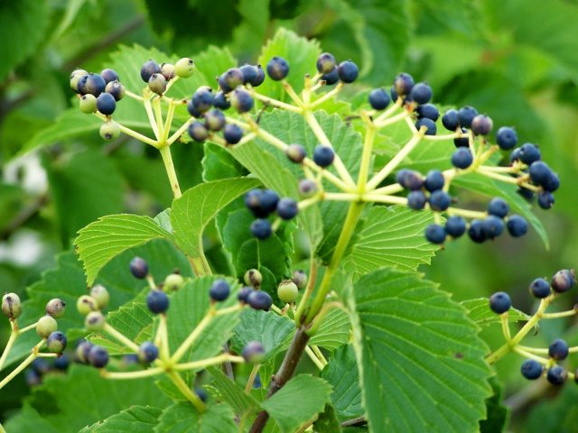 Калина зубчатая «Блю Маффин» (Viburnum dentatum 'Blue Muffin') Калина зубчатая «Блю Маффин» (Viburnum dentatum 'Blue Muffin')
