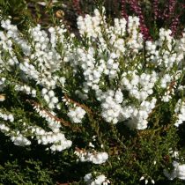 Вереск «Аурея» (Calluna 'Aurea')