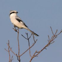 Клинохвостый сорокопут (Lanius sphenocercus) Клинохвостый сорокопут (Lanius sphenocercus)
