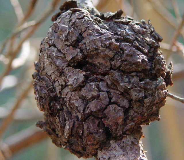 Корончатый галл на сливе (вызывается бактерией Agrobacterium tumefaciens) Корончатый галл на сливе (вызывается бактерией Agrobacterium tumefaciens)