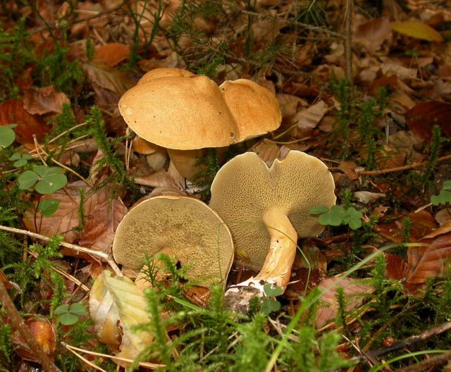 Козляк (Suillus bovinus) прорастает в сосновых и еловых лесах, на сфагновых болотах и около дорог в июле – сентябре, образуя микоризу с сосной и предпочитая кислые и питательные почвы Козляк (Suillus bovinus) прорастает в сосновых и еловых лесах, на сфагновых болотах и около дорог в июле – сентябре, образуя микоризу с сосной и предпочитая кислые и питательные почвы