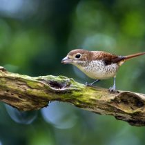 Тигровый сорокопут (Lanius tigrinus) Тигровый сорокопут (Lanius tigrinus)